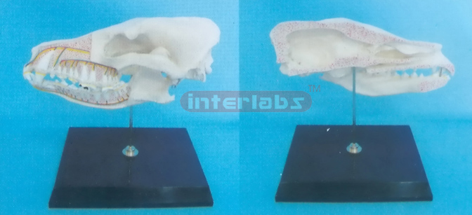 DOG HALF SKULL MODEL WITH PLASTIC STAND